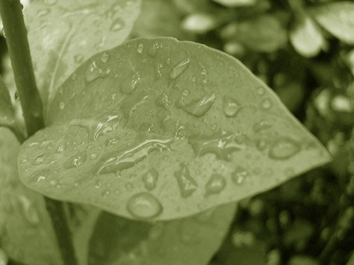 vegetation_vert